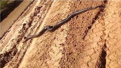 Gigante kuriju sorprende a trabajadores en la Ruta Bioceánica