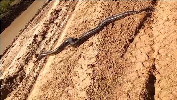 Gigante kuriju sorprende a trabajadores en la Ruta Bioceánica