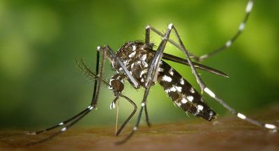 Uruguay confirma primer caso de dengue autóctono de 2020 - .::RADIO NACIONAL::.