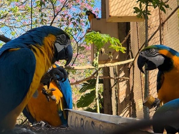 Repoblarán áreas protegidas de Canindeyú con guacamayos azul y amarillo