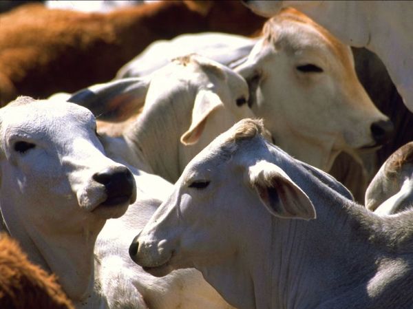 Precio del ganado gordo sigue bajando: novillo especial no supera los US$ 2,80