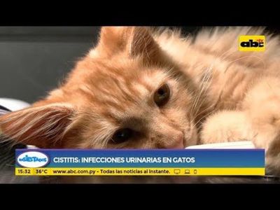 Cistitis: Infecciones urinarias en los gatos - Ensiestados - ABC Color