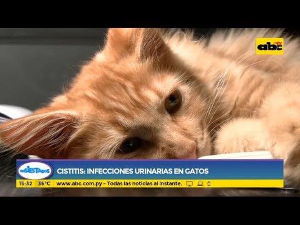 Cistitis: Infecciones urinarias en los gatos - Ensiestados - ABC Color