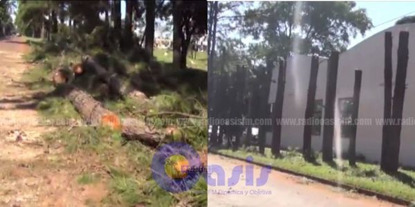 Pastor de iglesia evangélica mando cortar árboles históricos en Pedro Juan
