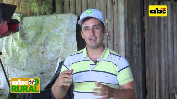 Programa 16: Manejo de raciones en ensilado - ABC Rural - ABC Color
