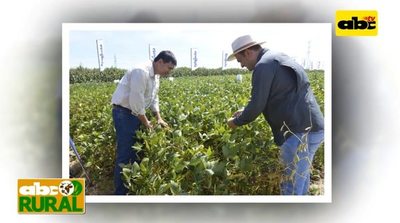 Programa 16: Syngenta  - ABC Rural - ABC Color