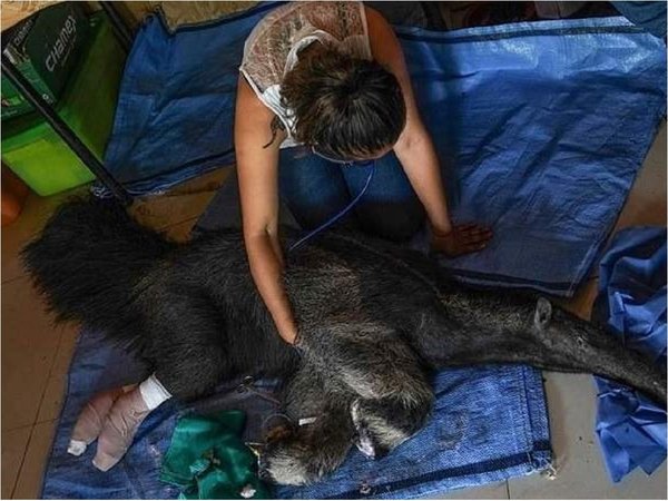 Muere una osa símbolo de supervivencia en los grandes incendios en Bolivia