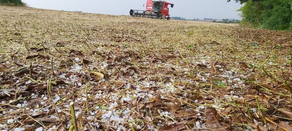 Temporal con granizos perjudicó plantaciones de soja en Encarnación - Nacionales - ABC Color