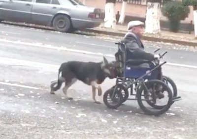 Ma’êna, perrito ayuda a su dueño a pasear | Crónica