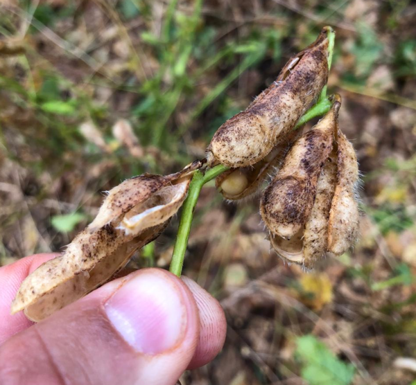 VIDEO | Granizo generó importantes pérdidas en una extensa área sojera del país