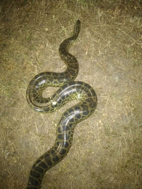 Devuelve al río a dos kurijus que encontró en la Costanera - Nacionales - ABC Color