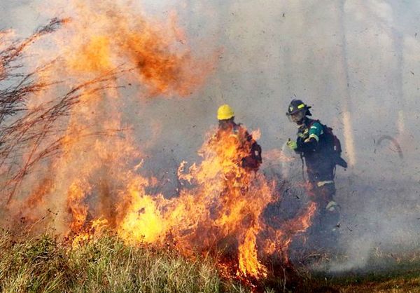 Muere una osa símbolo de supervivencia en los grandes incendios en Bolivia - Ciencia - ABC Color