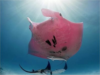 Captan a una inusual mantarraya rosa en Australia
