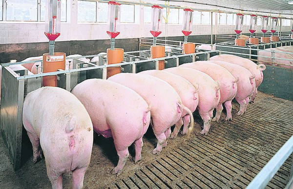 Productores de carne de cerdo de EE.UU. ponen foco en exportar a Chile