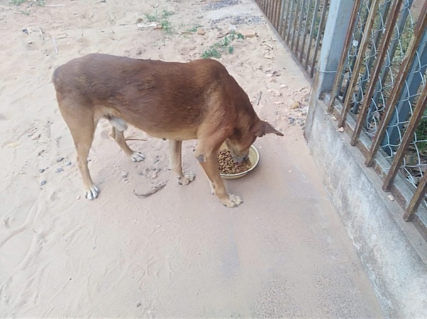 El Hachiko paraguayo que espera a su dueño muerto