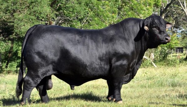 Premian en EEUU al toro Arasunú, el mejor Brangus del mundo - Paraguay Informa