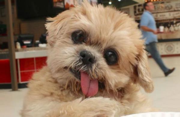 Muere famosa perrita 'instagramer' que tenía la cabeza inclinada y la lengua afuera - C9N