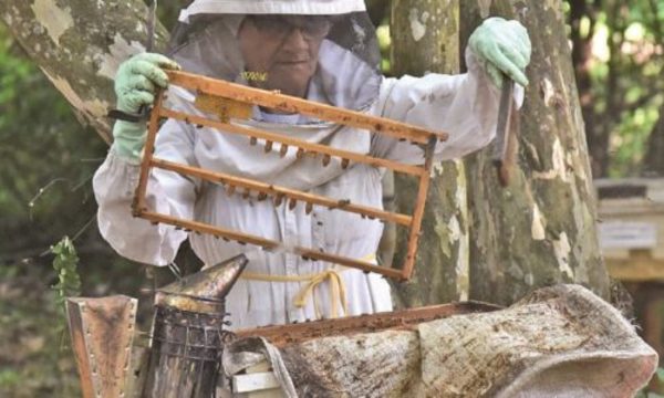 » Bajo consumo de miel preocupa al sector apícola