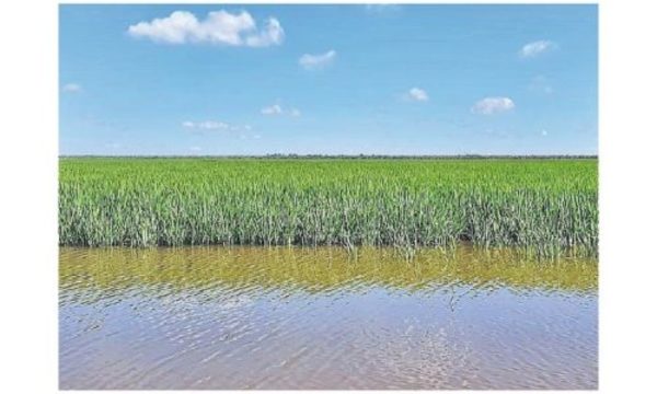 » Cultivo de arroz en el Bajo Chaco tuvo exitoso resultado