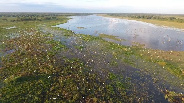 La naturaleza vuelve a renacer con las aguas del Pilcomayo en suelo paraguayo