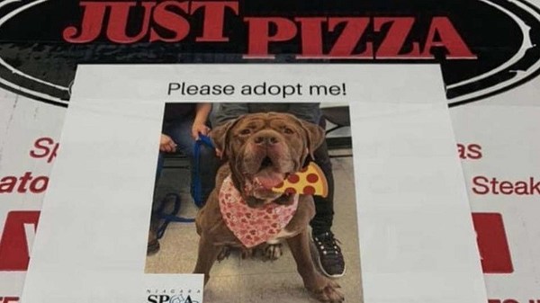 Estados Unidos: Esta pizzería pone fotos de perritos en sus cajas para ayudar que los adopten