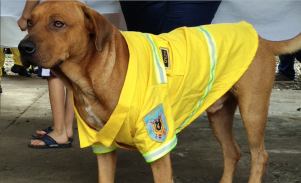HOY / Ouro Tercerino, el perro bombero, está perdido