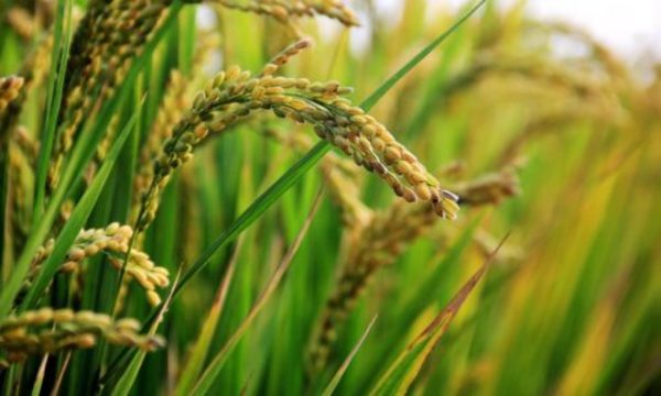 » Firme crecimiento del proyecto arrocero de GPSA y Arrozal en el Chaco