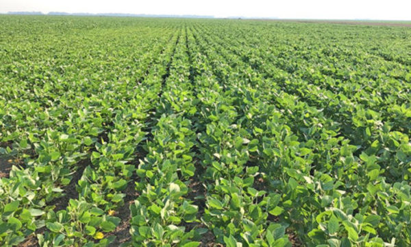 » Las bondades de Cytozyme, Crop+Plus