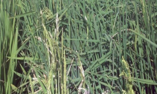 » Principales enfermedades del cultivo del arroz