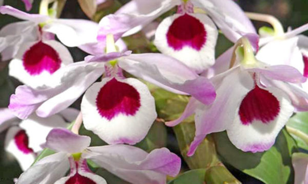 » Reproducción de orquídeas: Dendrobium nobile