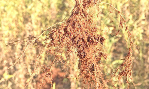 » Nematodo en la agricultura actual