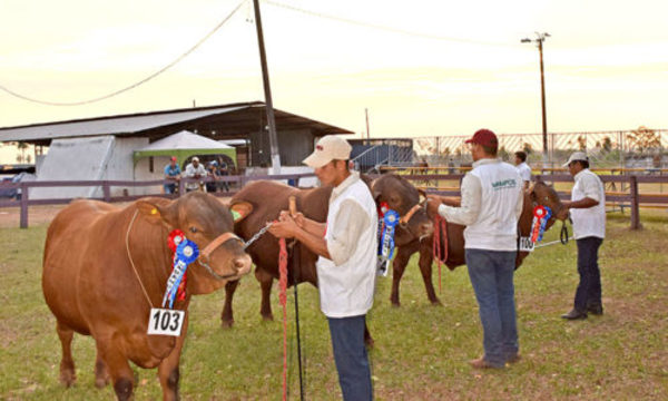 » La Expo Amambay cumplió 24 ediciones