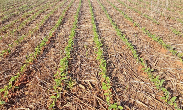 » Lluvias, alivio al campo