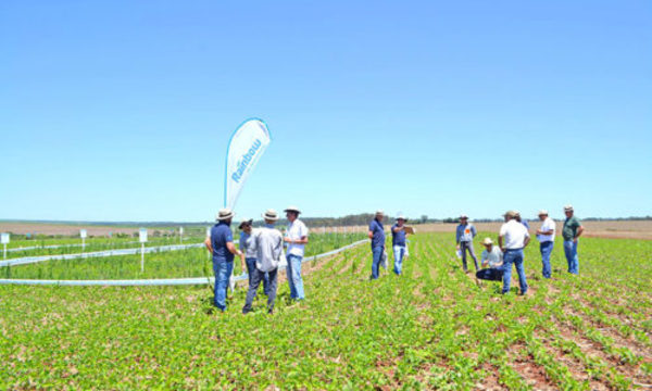 » DÍAS DE CAMPO DE RAINBOW: Combinaciones para control de malezas difíciles en soja