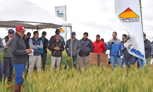 » Novedades y tendencias para el trigo nacional
