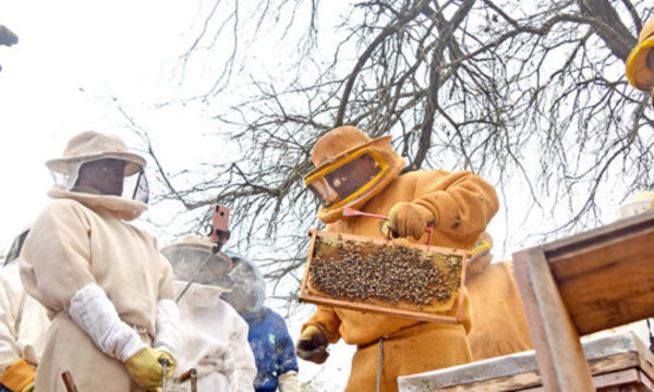 » Buscan llevar la apicultura un nivel superior