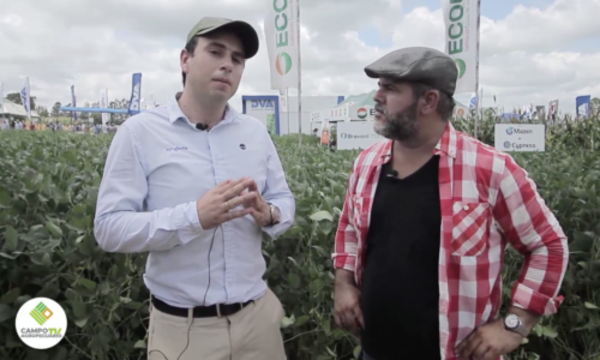 » Lanzamiento Syngenta