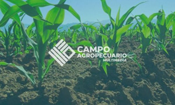 » Campo Agropecuario TV: Programa Completo 15 de diciembre 2019