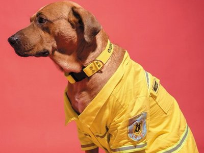 Buscan a Ouro, la mascota de los bomberos voluntarios de Sajonia