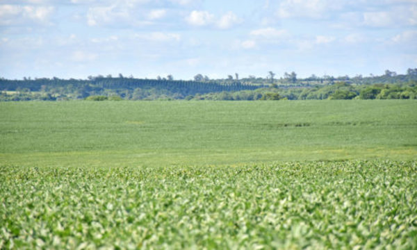 » ESTANCIA ÁGUILA NEGRA: Avance de integración en Misiones