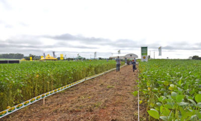 » JORNADA DE CAMPO DE SOJA SEM-AGRO: Informaciones precisas sobre cultivares más aptos
