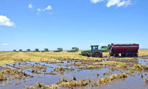 » DÍA DE CAMPO EN CAAPUCÚ: El ascenso del arroz