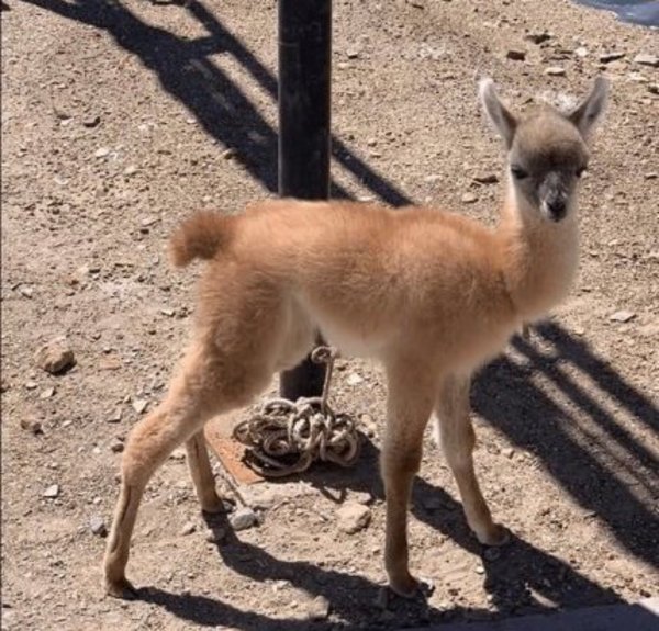 Un guanaco fue a parar a la comisaría | Crónica