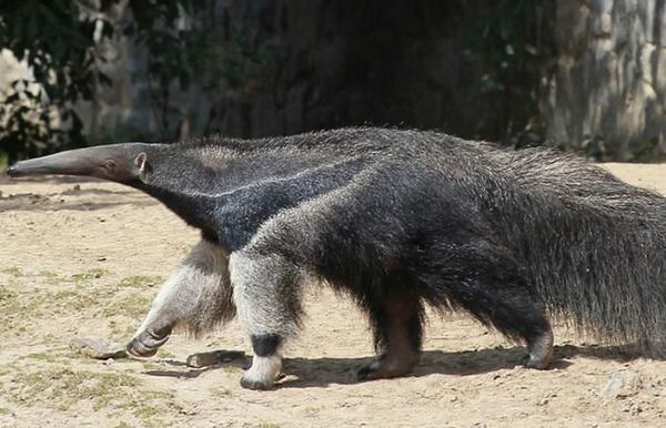 Muere osa símbolo de supervivencia en grandes incendios en Bolivia - Mundo - ABC Color