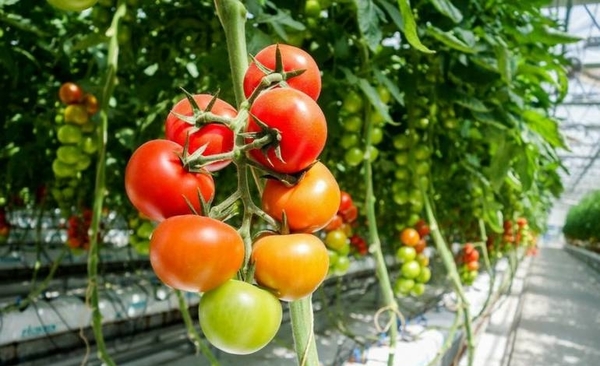 HOY / Grabaciones muestran que las plantas emiten chillidos ultrasónicos cuando sufren