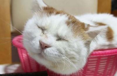 Muere famoso gato de Instagram considerado 'el más vago del mundo' - SNT