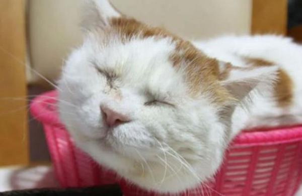 Muere famoso gato de Instagram considerado 'el más vago del mundo' - C9N