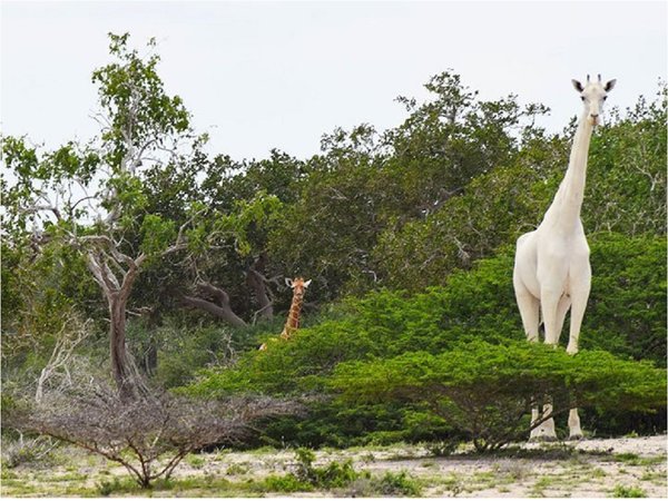 Cazadores furtivos matan a la única jirafa blanca de Kenia y a su cría