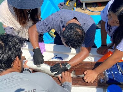 Marcan a cinco tiburones martillo para estudiar sus movimientos