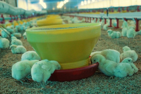 Pechugon obtiene importante distinción por seguridad alimentaria » Ñanduti